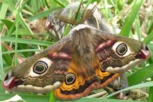 A male emperor moth
