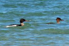 Male and female red breasted merganser