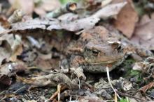 A toad hiding under the leaves