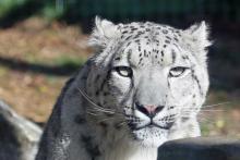 Chan - the male snow leopard
