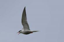 Sea swallows - common terns - close encounters on the Isle of Muck