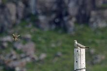 Cuckoo and pipit at Glengorm