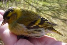 A bird in the hand...  This little siskin made a full recovery and flew away