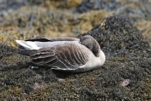Grey lag goose - taking a nap, or is it...