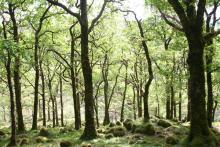 Ariundle Oak Woodlands near Strontian