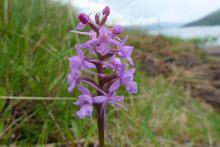 Fragrant orchids occur at Mingarry Logdes and further afield