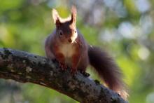 Red squirrels are regulary seen at Mingarry Lodges