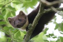 A pine marten in the woods behind Mingarry Lodges