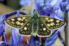 Chequered skipper butterflies are a Lochaber speciality and can be seen around Mingarry Lodges