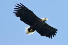 White-tailed eagles are seen around Mingarry