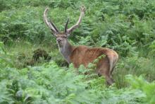 Red deer stags are the largest Scottish land mammal and are often seen around Mingarry