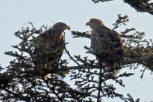 A pair of white-tailed eagles